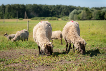 Naklejka premium Two sheep grazing in a sunny rural pasture with flock in the background