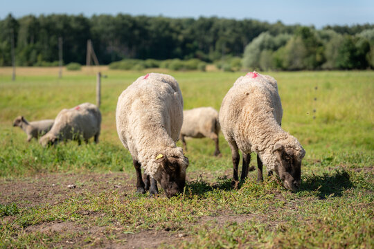 Two sheep grazing in a sunny rural pasture with flock in the background