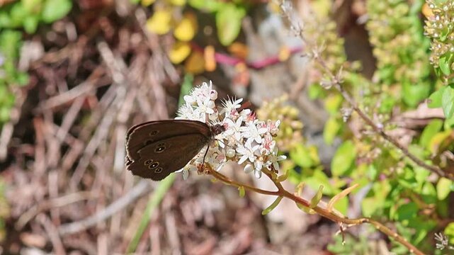 Aphantopus hyperantus the ringlet butterfly sitting on sedum album blossom