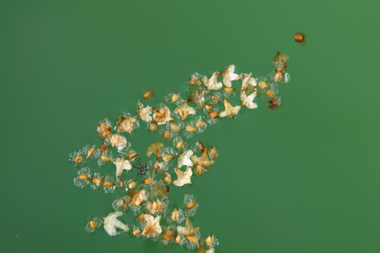 High resolution tree seeds and pollen floating on clean green pool water surface macro texture background