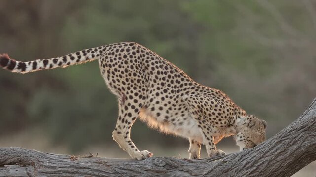  A cheetah sniffing on top of a dead tree