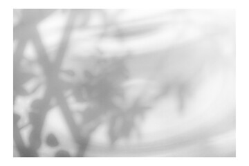 Fototapeta premium Frame with tree and leaf shadows, featuring grain and noise texture on a transparent background for your mockup