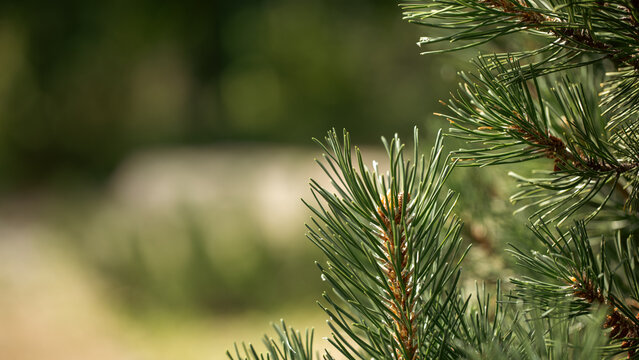 Fresh green branch of scots pine (Pinus sylvestris) close-up in a forest in summer day. Bright natural blurred bokeh background, copy space.