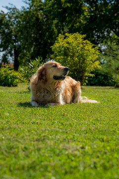 Golden Retriever Resting on Green Lawn in a Sunny Summer Garden Surrounded by Lush Trees and Shrubs