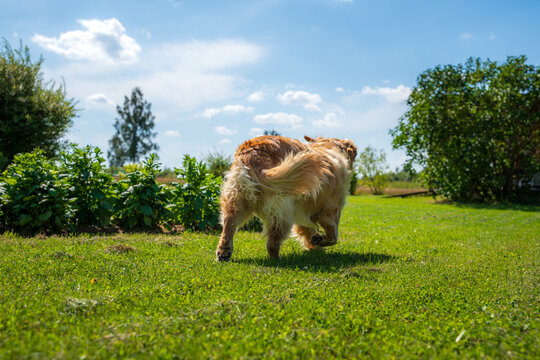 Golden Retriever Walking Away Across a Sunny Green Lawn in a Rural Summer Garden