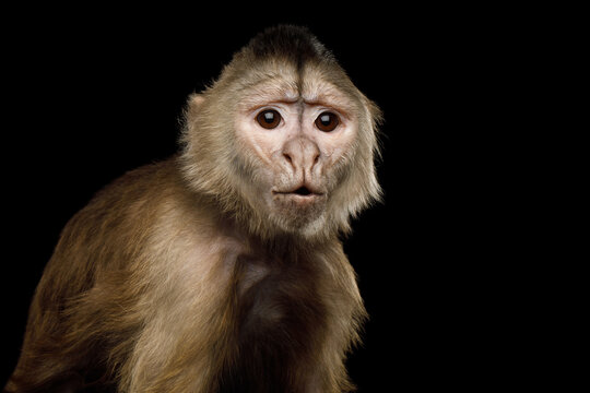 Capuchin monkey portrait with surprised expression isolated on black background