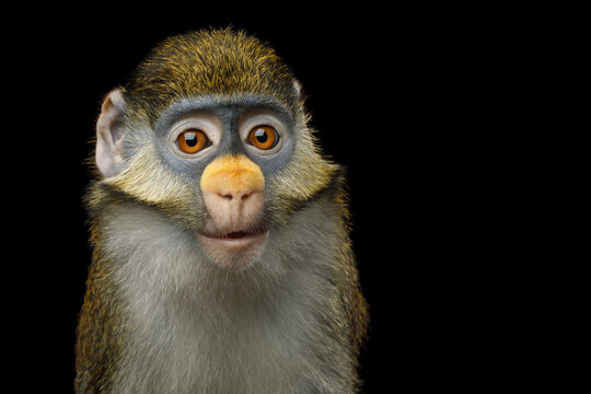 Red-tailed monkey with surprised expression and empty copy space isolated on black background