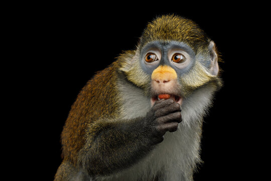 Red-tailed monkey eating while looking scared and wary isolated on black background