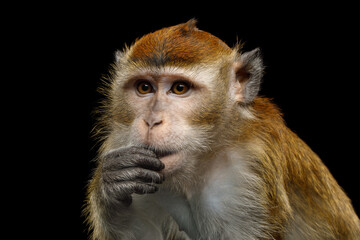 Obraz premium Crab-eating macaque thinking with hand near mouth looking worried resembling human expression isolated on black background