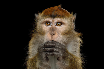 Obraz premium Crab-eating macaque with both hands near mouth appearing to think and worry isolated on black background