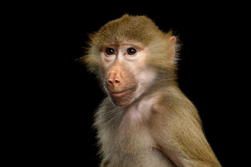 Fototapeta premium Hamadryas baboon with human-like expression shown in three-quarter turn isolated on black background