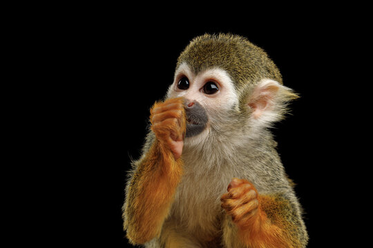 Squirrel monkey with hand near mouth looking worried isolated on black background