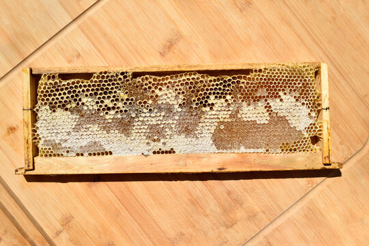 Wooden Beehive Frame with Honeycomb and Honey Beeswax