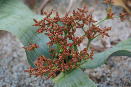 Flower of Welwitschia mirabilis is native to the deserts of Namibia and Angola. Over the course of its life, the plant produces only two leaves and It is exceptionally long-lived.