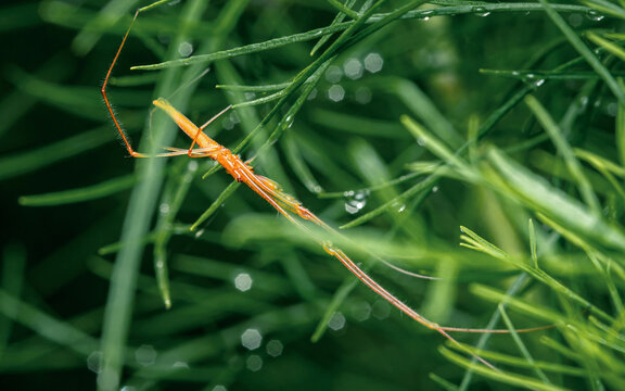 Orange assassin bug nymph resting on dill plant