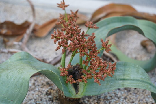 Flower of Welwitschia mirabilis is native to the deserts of Namibia and Angola. Over the course of its life, the plant produces only two leaves and It is exceptionally long-lived.