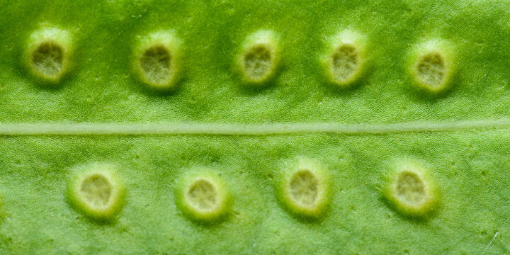 Fern frond showing circular sori details