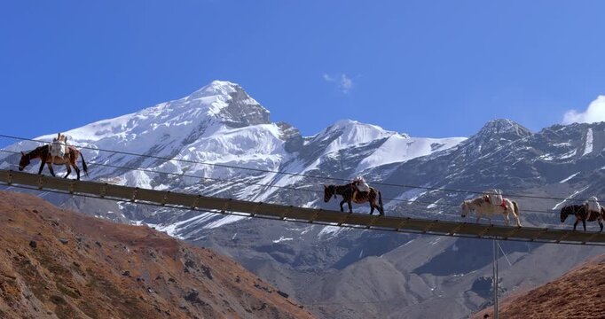 Annapurna Circuit, Manang region, Nepal, drone view of a pack mule caravan crossing a high-altitude suspension bridge along the Annapurna Circuit route with snow-capped peaks in the background.