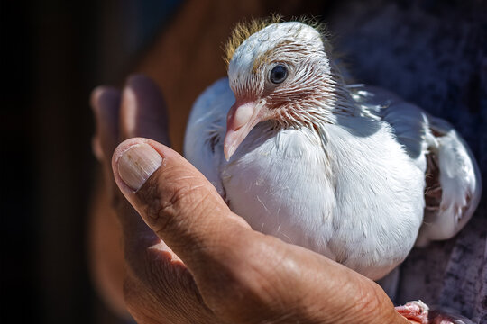 A nestling of white pigeons in the man's hand. Columbidae is a bird family consisting of doves and pigeons. Columbiformes is one of the most diverse non-passerine clades of neoavians.