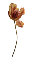 Fototapeta premium PNG Elegant dried tulip art
