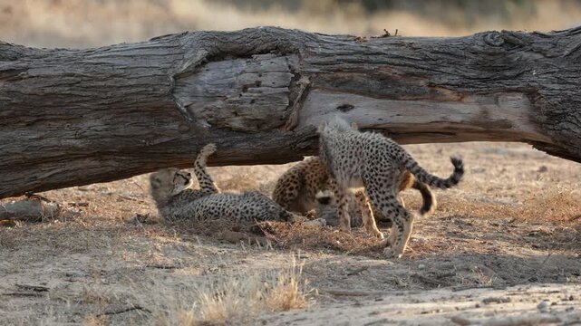 Four cheetah cubs playing under the dead tree