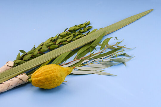 Sukkot lulav etrog four species on blue background