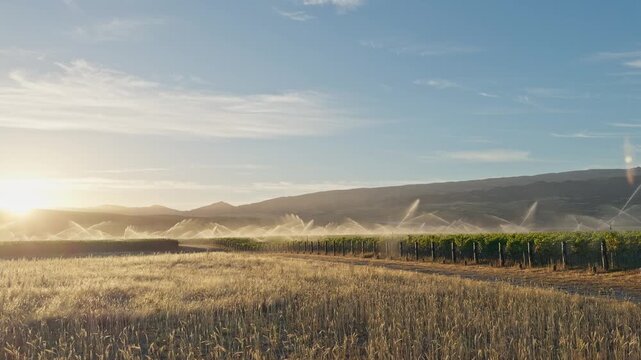 Rows of grapevines receive water from overhead sprinklers in a productive vineyard. Irrigation helps vines stay healthy and supports consistent grape development.