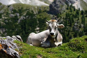 Obraz premium Beautiful idyllic alpine landscape with cows, Alps mountains and countryside in summer