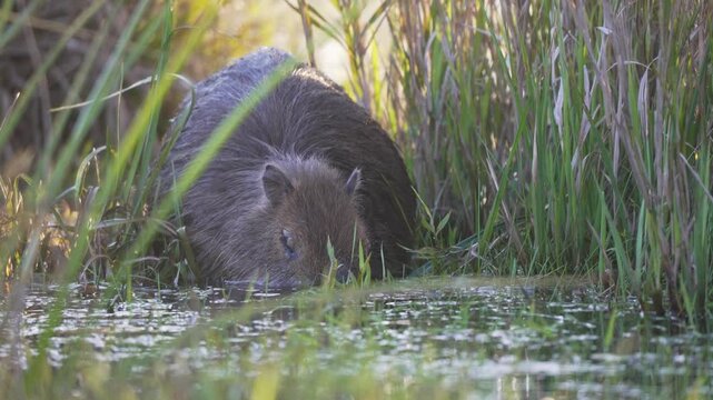 Greater capybara crouches in shallow wetland, head low between tall reeds as it drinks and forages at the waterline in soft daylight.