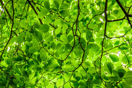Close-up of a Verdant Broadleaf Tree Canopy and Branches