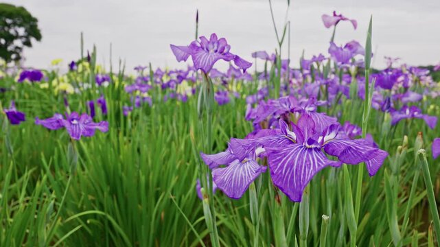 One purple iris in crisp focus leads the eye toward a fading row of matching flowers stretching into the distance, framed by a tree at the edge.