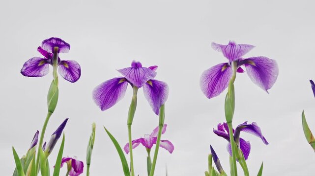 A row of three purple iris blooms stretches upward under diffused daylight, their intricate veining and curved petals set against a muted gray sky.