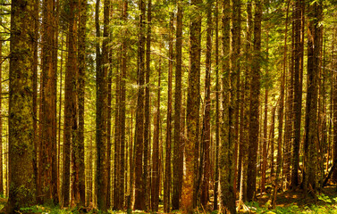 Fototapeta premium Dense spruce and pine forest with tall tree trunks in warm sunlight in Triglav National Park.