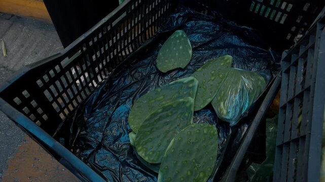 Close up of fresh nopales cactus pads displayed in a plastic crate for sale at a traditional market, showcasing locally harvested edible cactus in Mexico