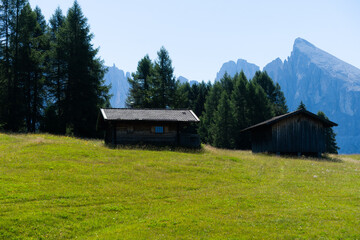 Obraz premium View of beautiful landscape in the Alps with fresh green meadows in the background on a sunny day with blue sky and clouds in summertime. Alpe de Siusi, Dolomite Alps