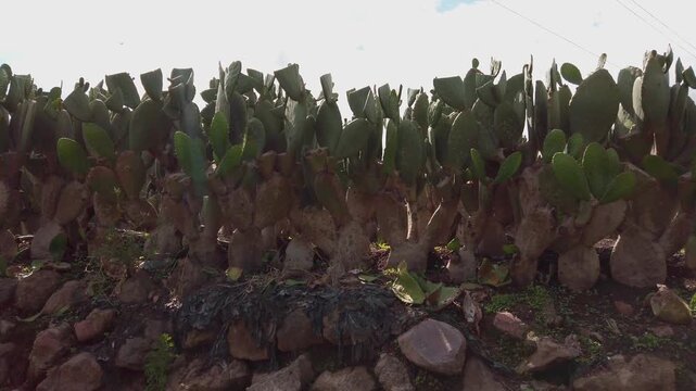 Wide view of prickly pear cactus growing along a rustic stone wall in a dry natural landscape, showcasing resilient desert vegetation under daylight in Oaxaca, Mexico
