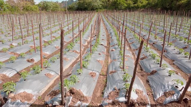 Wide view of evenly spaced crop seedlings growing in raised beds covered with plastic mulch and supported by wooden stakes on a cultivated agricultural field in Mexico.