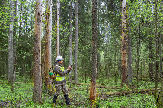 A male ecologist monitors the condition of the forest stand.