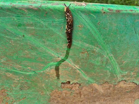 Image of a slug in nature, close-up photo of a slug, macro shot of a slug