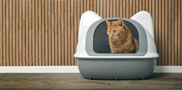 Cute ginger cat sit in a closed litter box and  looks intently to the sides. Panoramic image with copy space.	