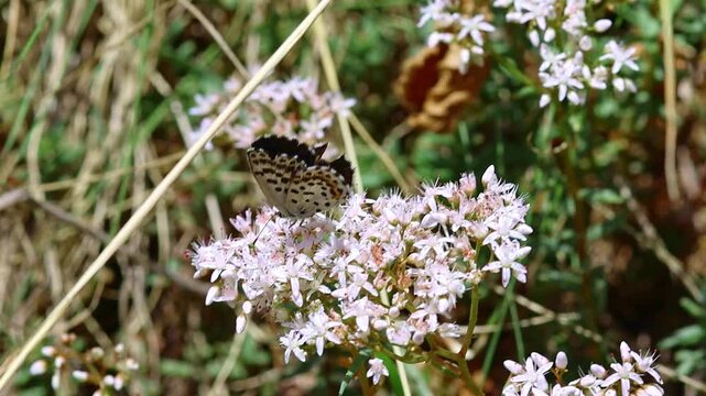 scolitantides orion the chequered blue butterfly sitting on sedum album blossom