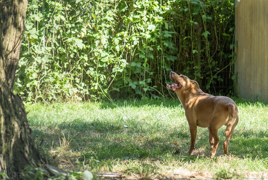 Mischlingshund im Garten