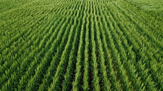 Aerial drone shot looking across an expansive wheat field with long rows of growing crops stretching across the frame during summer