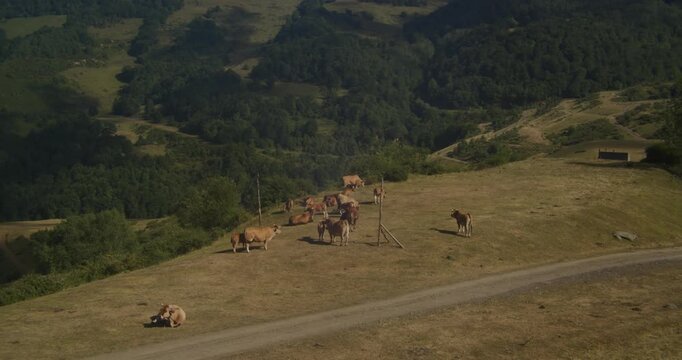 Cows Grazing on Mountain Pastures in Coto Bello, Aller, Asturias Spain - Scenic Highland Landscape with Historic Open Air Mine Heritage Site