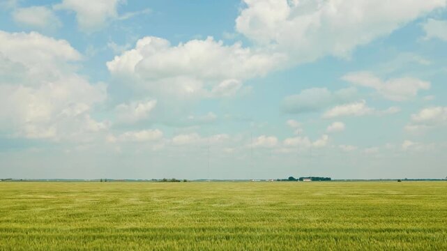 Low flying drone shot skimming above a growing wheat field with a vast blue sky and clouds dominating the frame on a summer day