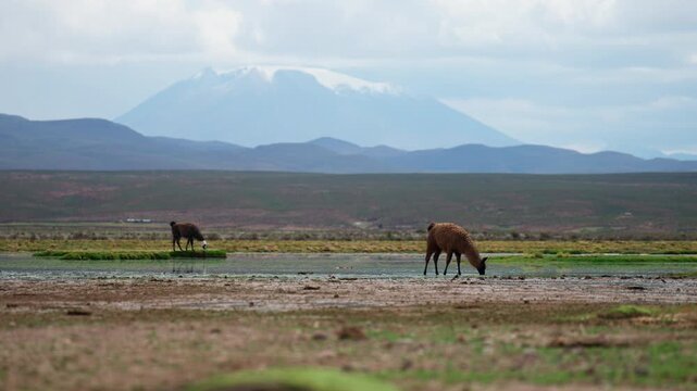 Llamas in Siloli Desert in Bolivia, South America, with the high altitude desert landscape and rocky terrain visible - wide shot