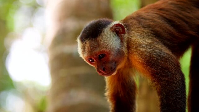 Capuchin monkey in Tayrona National Park, Magdalena, Colombia, showing a wild primate in the tropical forest environment of South America - close up