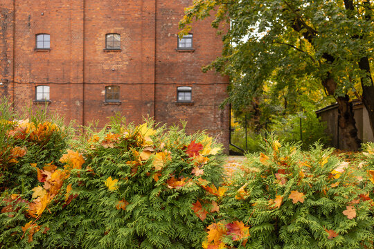 Green shrub covered with autumn leaves against old brick building