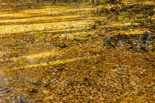 Fallen autumn leaves covering pond surface with reflections in sunlight