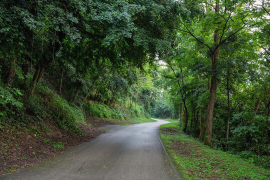 Winding road through lush green forest in Hungary.